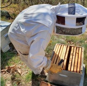 Abeilles -J-M. Bayle