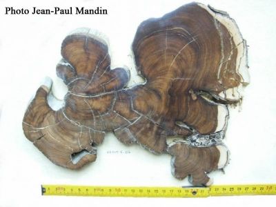Cet arbre à morphologie inversée et tronc très torsadé se trouvait dans la falaise d'Autridge qui fait 200 m de haut