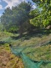 Photo Les châtaigniers et le dérèglement climatique
