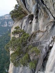 Photo Le "Bonzaï Ardéchois" est-il l'arbre le plus vieux d'Europe ?