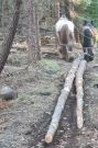 Photo Le cheval et le pin de Salzmann