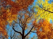Photo La forêt Ardéchoise et le changement climatique