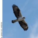 Photo Des nouvelles des rapaces des Gorges de l'Ardèche