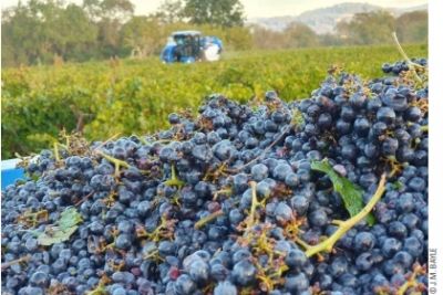 Vendanges 01 Copyright JM Bayle
