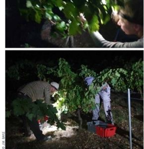Vendanges 02 Copyright JM Bayle