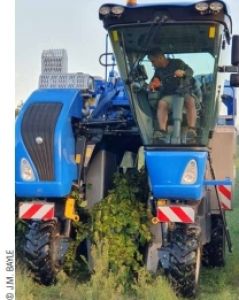 Vendanges 04 Copyright JM Bayle